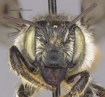 Media type: image;   Entomology 15708 Aspect: head frontal view
